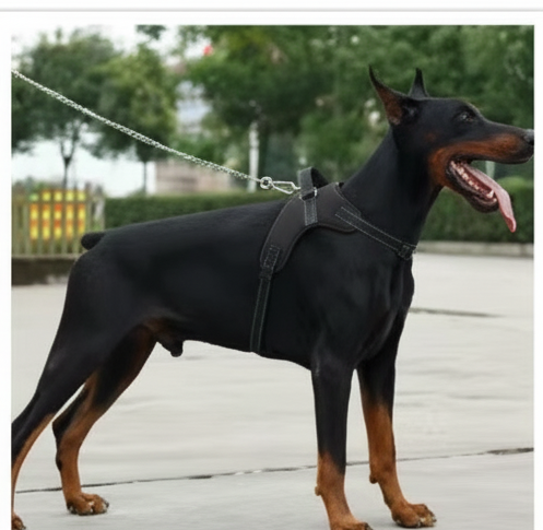 Premium dog hareness  with leash